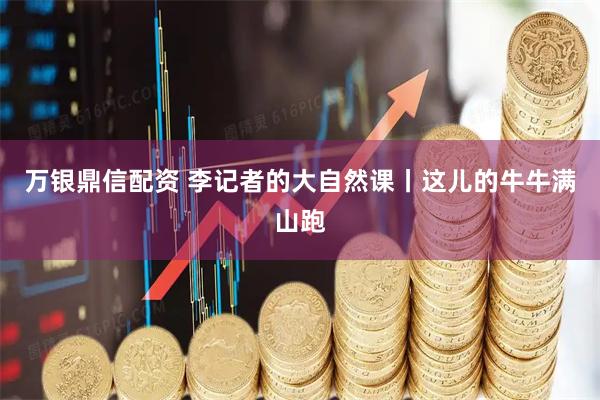 万银鼎信配资 李记者的大自然课丨这儿的牛牛满山跑